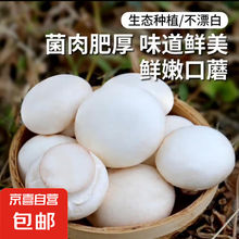新鲜口蘑白蘑菇双孢菇蘑菇原生态食用菌菇火锅烧烤煲汤蔬菜 新鲜口蘑 1000g