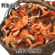 天然野生红枞菌乌枞菌蘑菇枞菌寒菌松树菌重阳菌雁来蕈500 精选松树菌一斤干货可以泡10斤鲜 100克2两可炒2盘