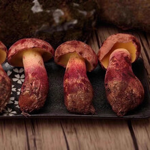 云南野生牛肝菌网红紫葱肝菌菇 【尝鲜】黄见手青 500g（精选1斤装）