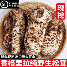 特级香格里拉松茸精品野生菌鲜菌菇煲汤食材
