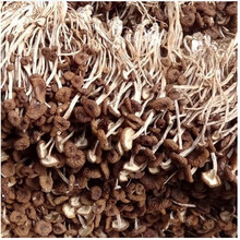 茶树菇干货甄选不开伞切根新鲜茶薪菇香菇蘑菇 茶树菇